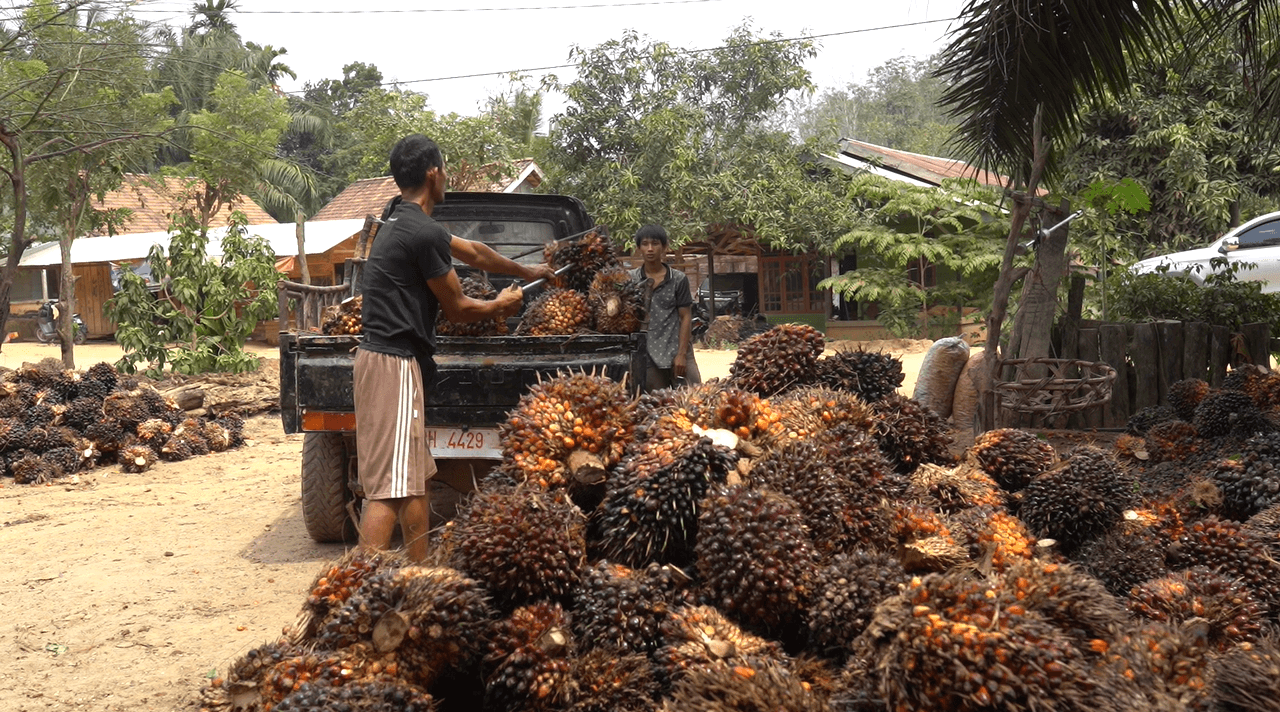 Oil Palm Yield