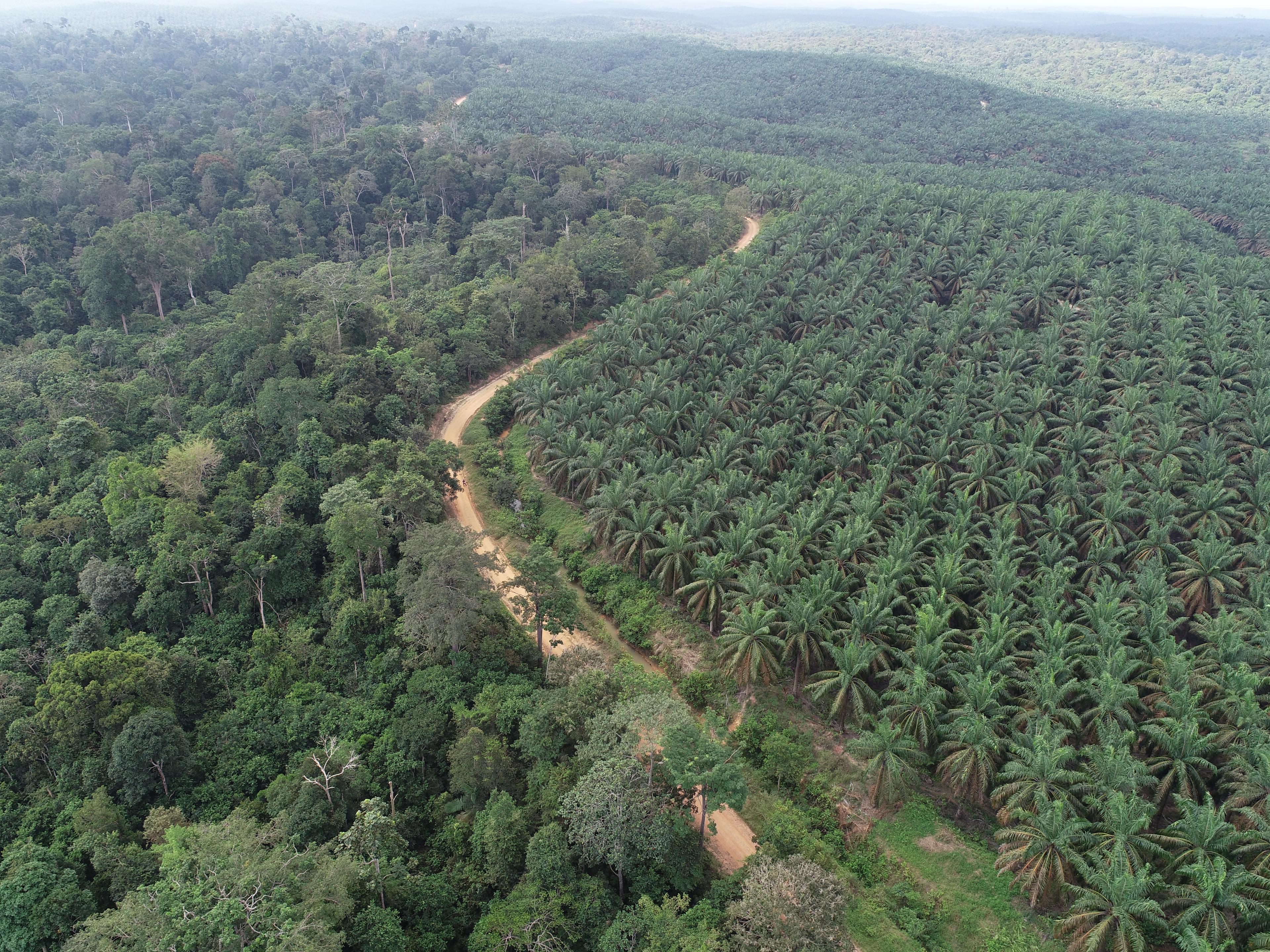 Oil Palm